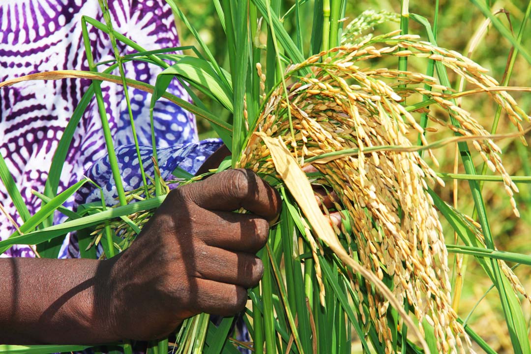 Production du Riz post thumbnail