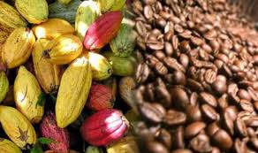 Plantation de Cacao post thumbnail
