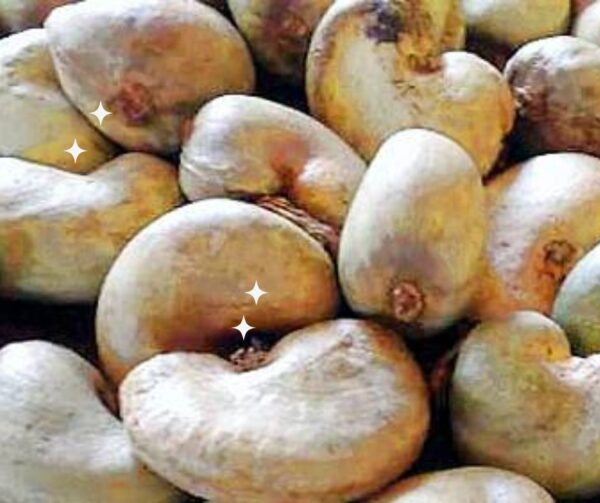 Noix de Cajou (anacarde)